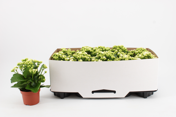 kalanchoe fleurs doubles