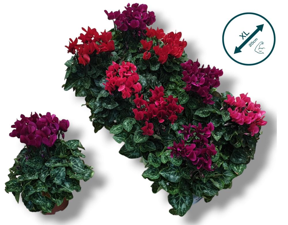 cyclamen