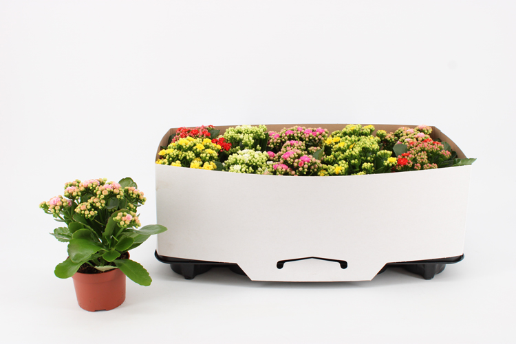 kalanchoe fleurs doubles