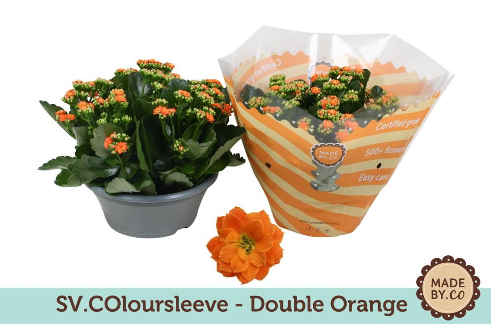 kalanchoe fleurs doubles