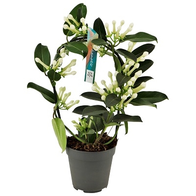 Stephanotis