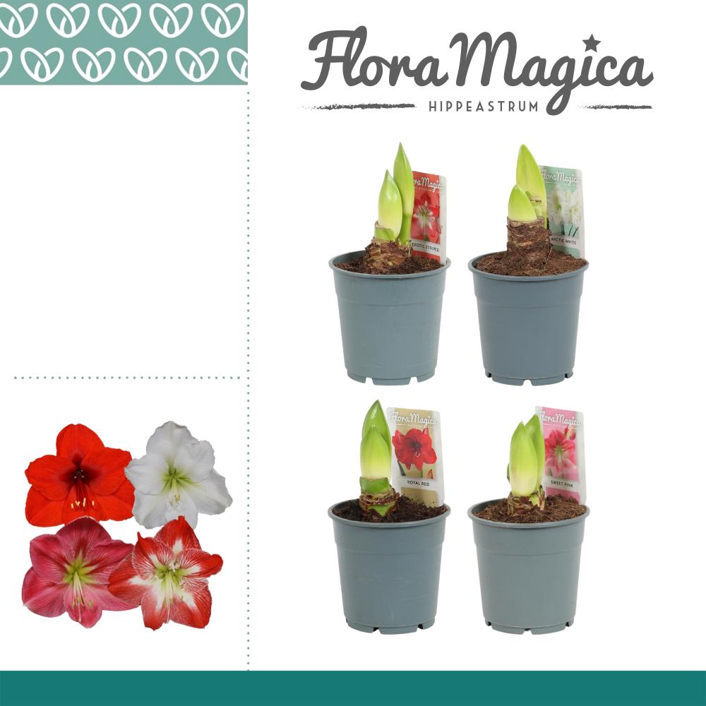 amaryllis-hippeastrum