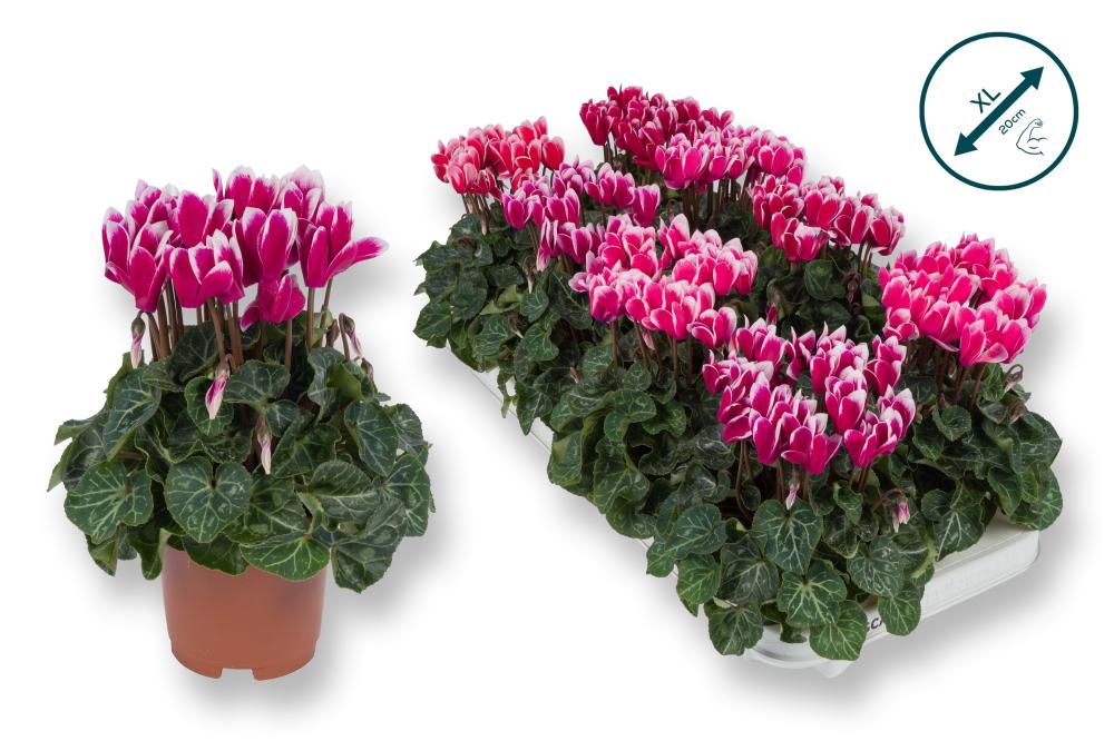 cyclamen