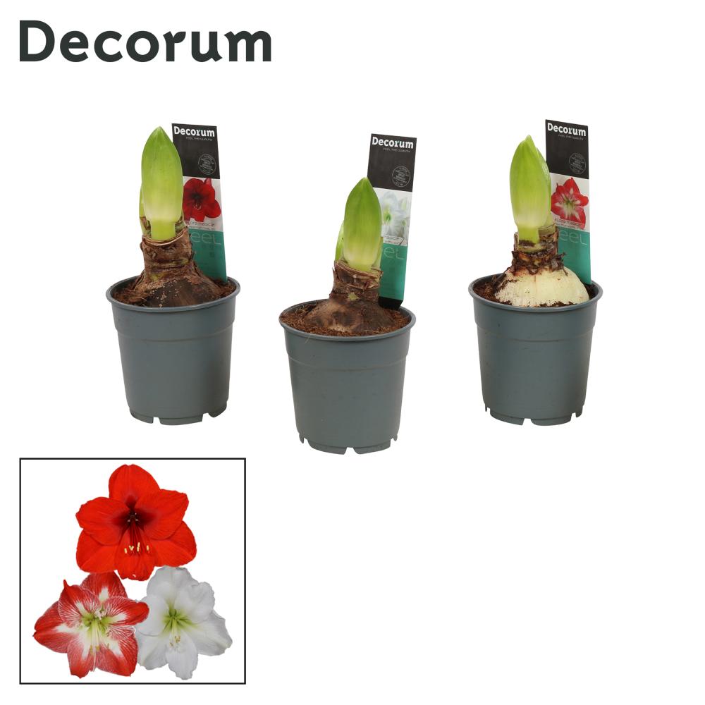 amaryllis-hippeastrum