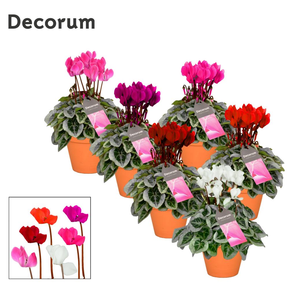 cyclamen