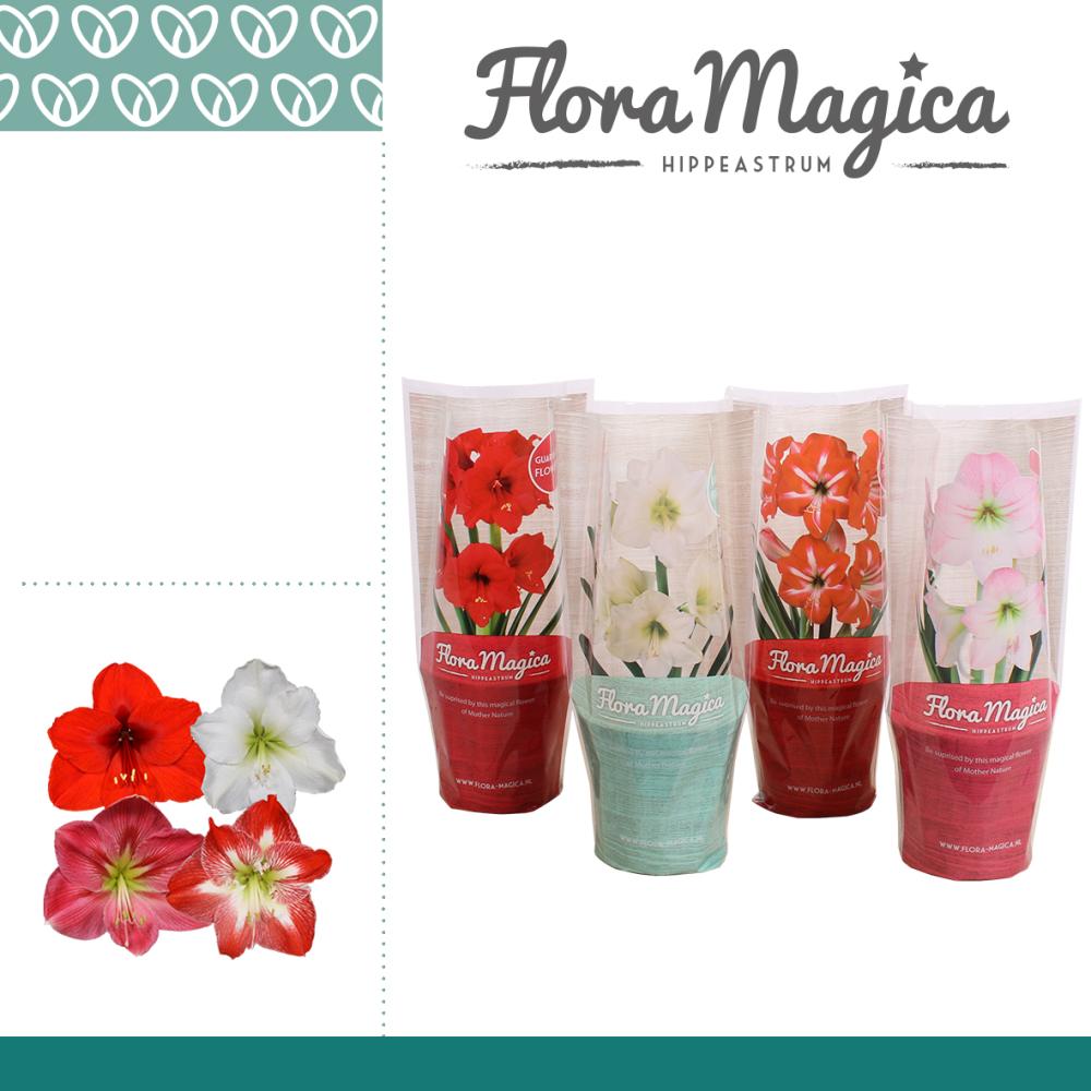 amaryllis-hippeastrum
