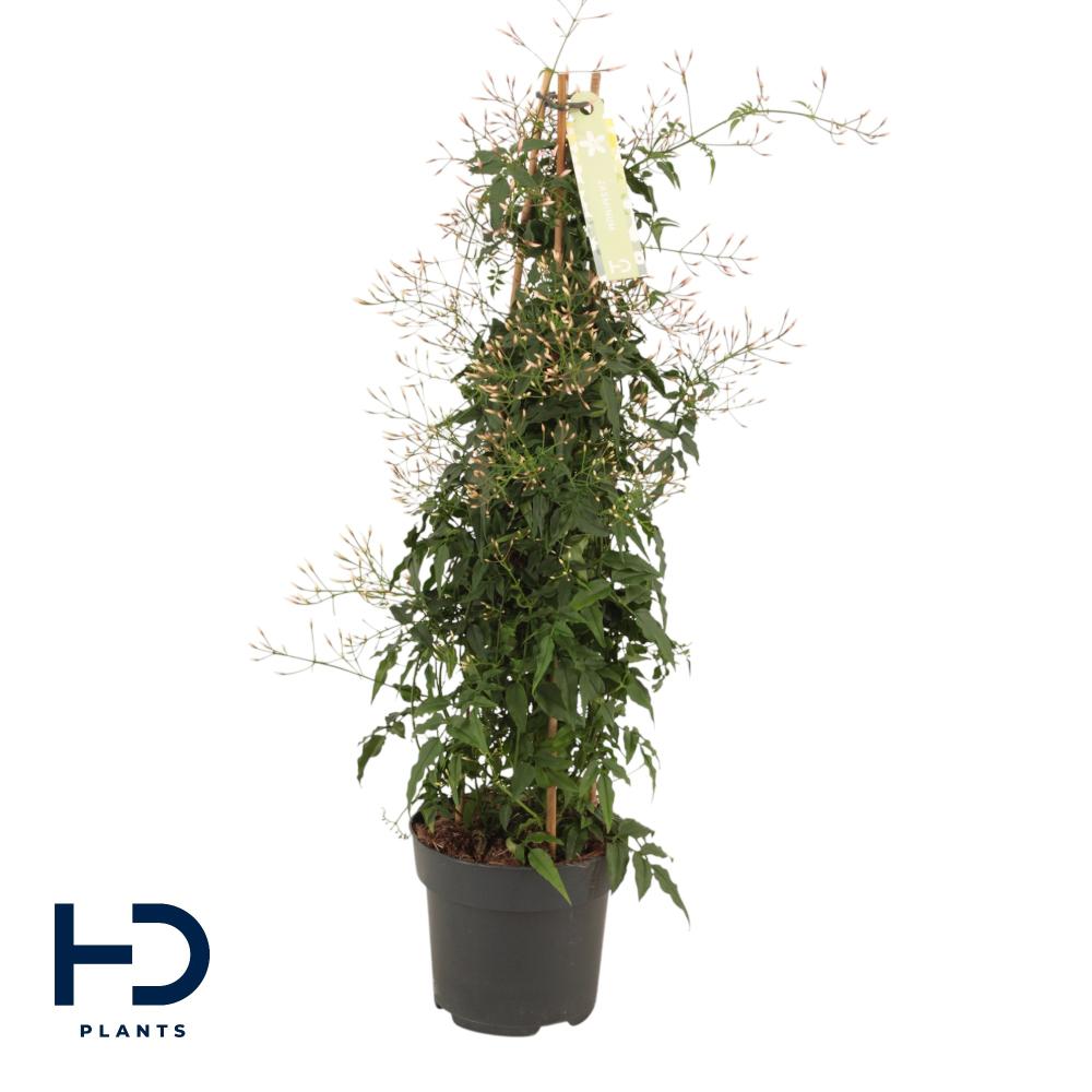 Jasminium polyanthum