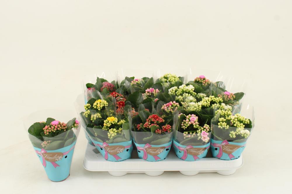 kalanchoe fleurs doubles