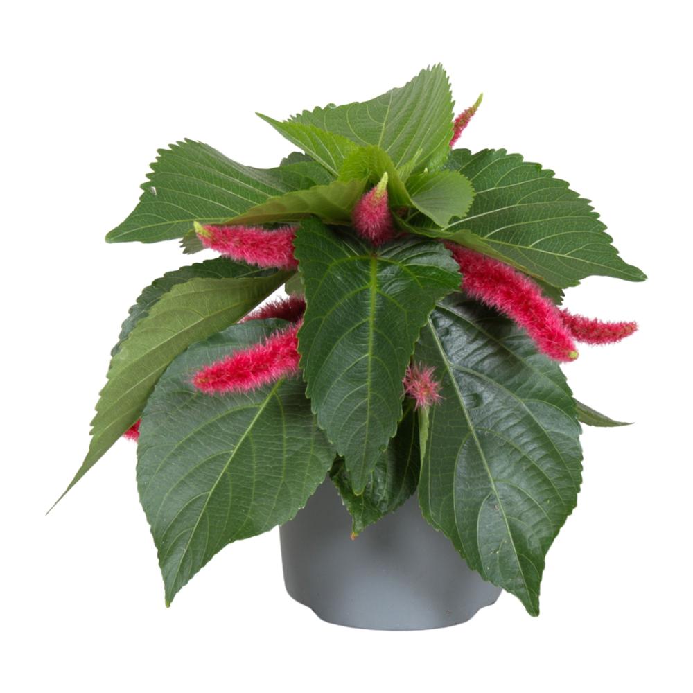 Acalypha
