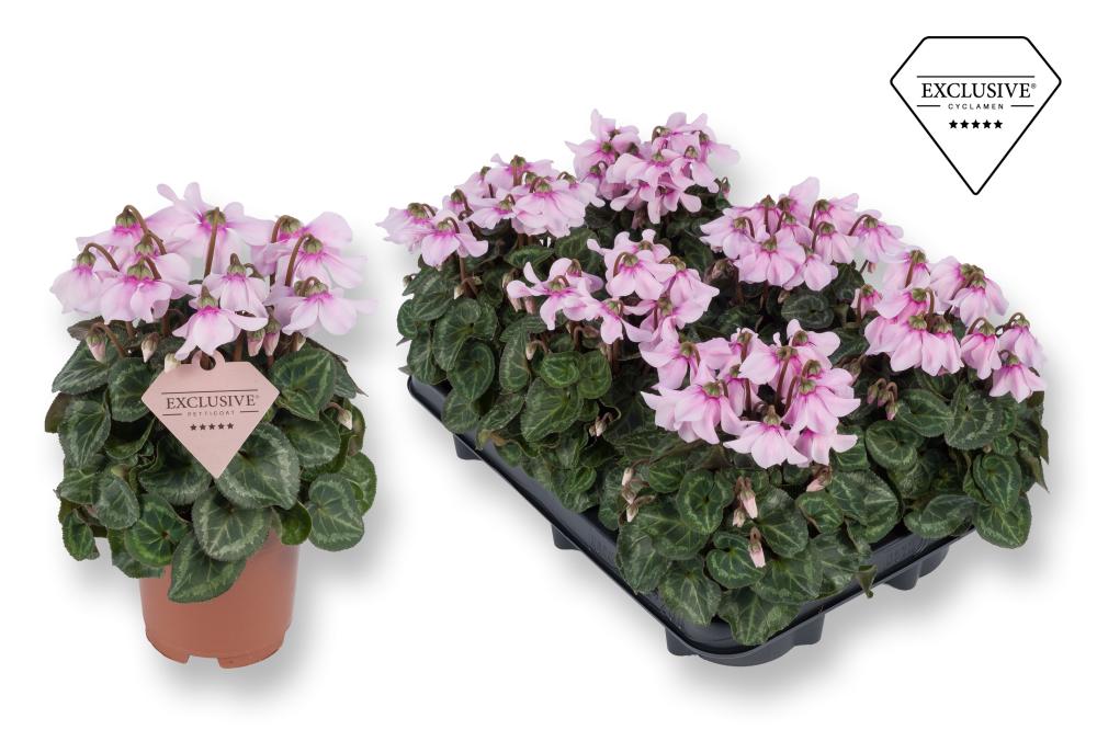 cyclamen