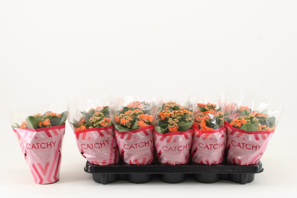 kalanchoe fleurs doubles