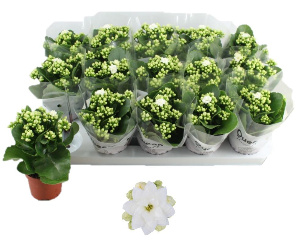 kalanchoe fleurs doubles