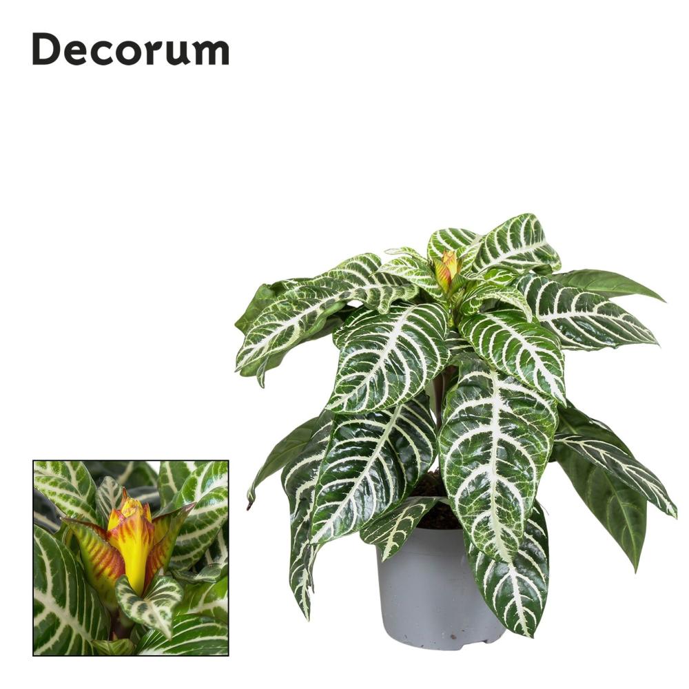 Aphelandra