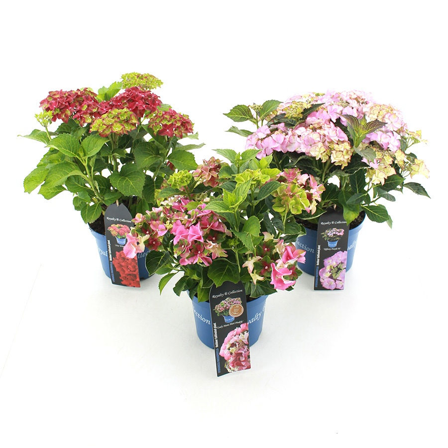 hydrangea