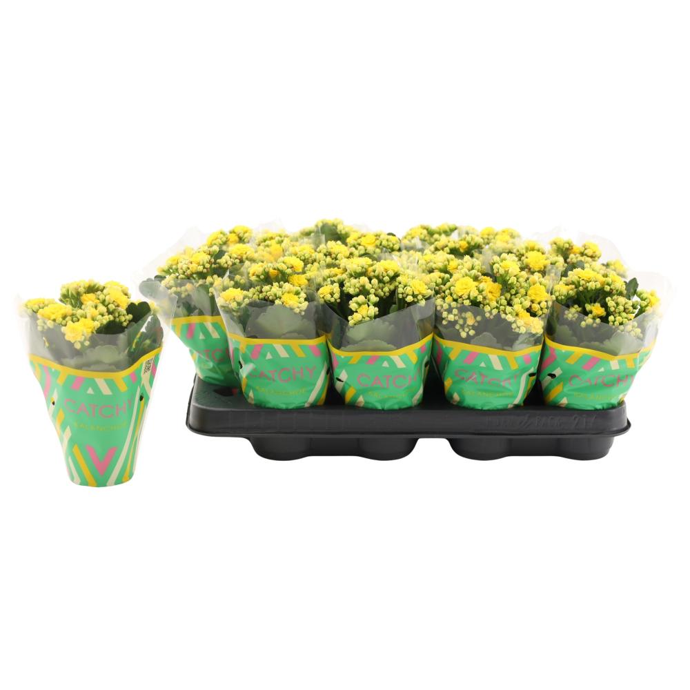 kalanchoe fleurs doubles