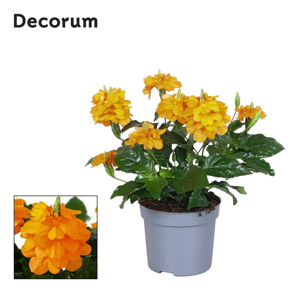 Crossandra