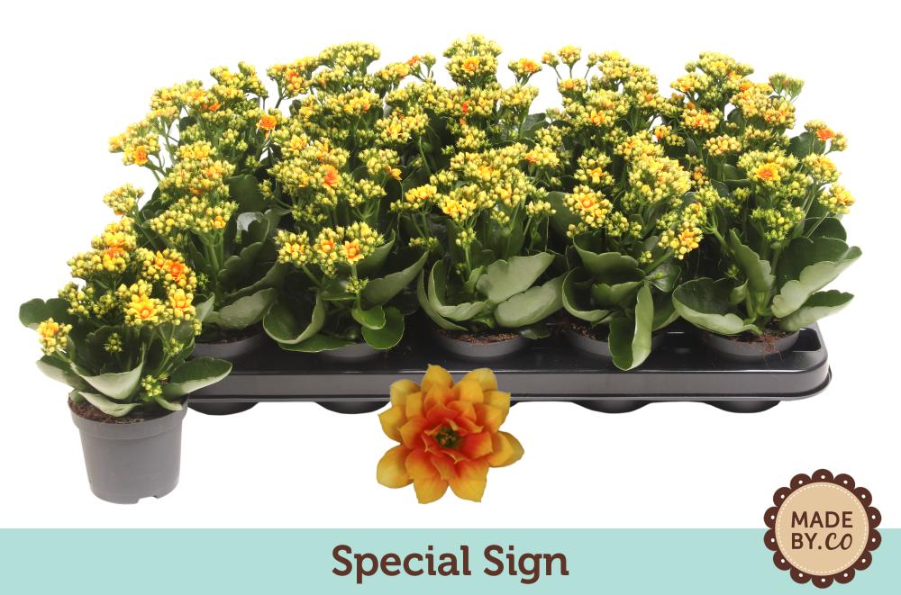 kalanchoe fleurs doubles