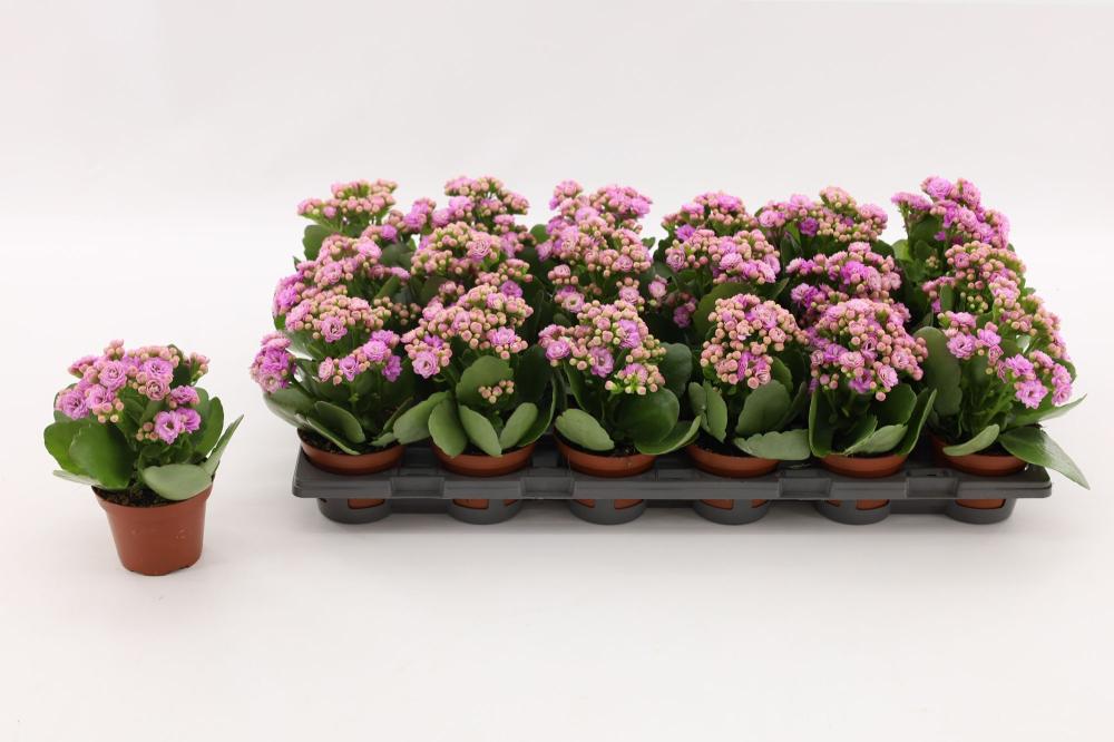 kalanchoe fleurs doubles