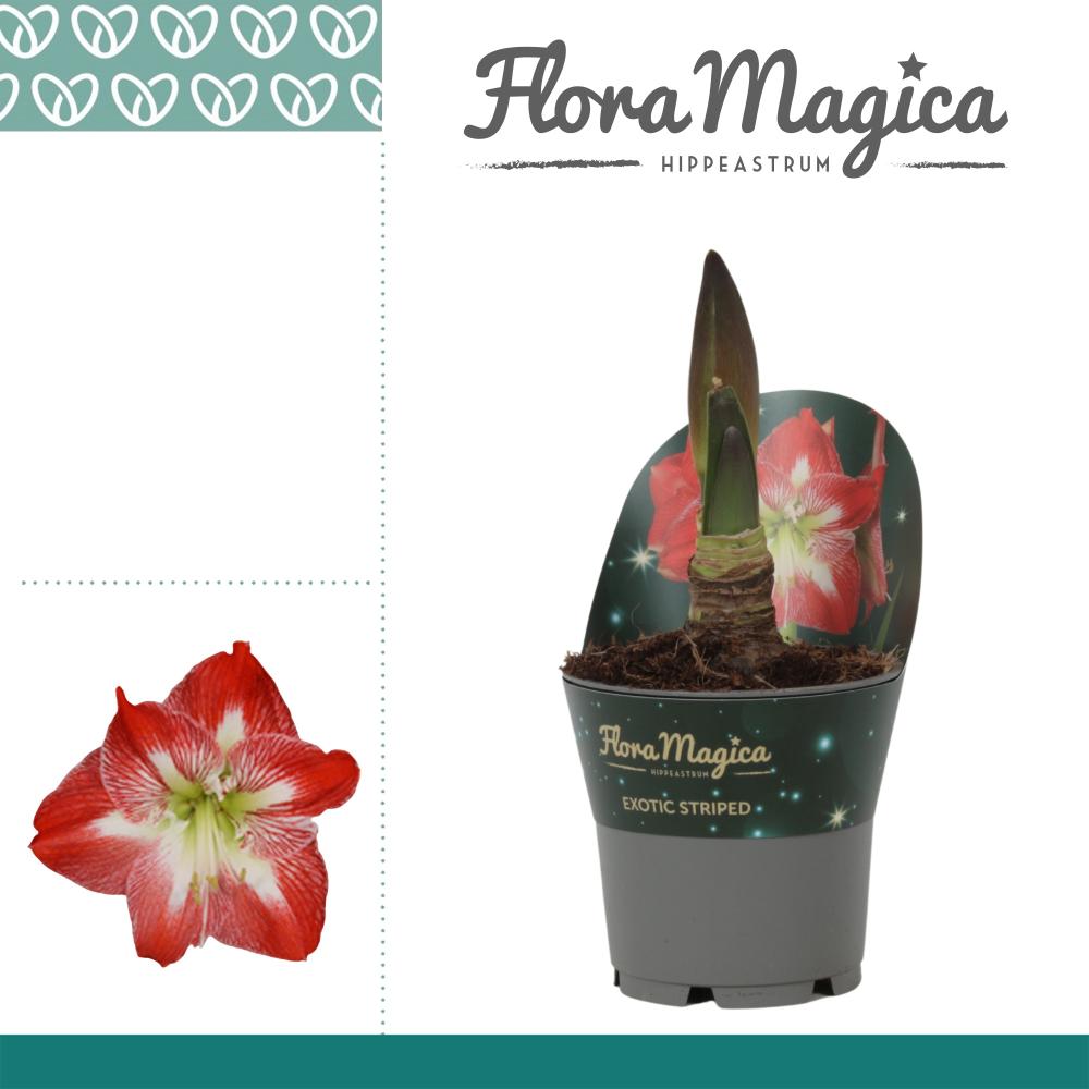 amaryllis-hippeastrum