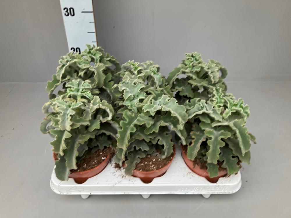 Kalanchoe