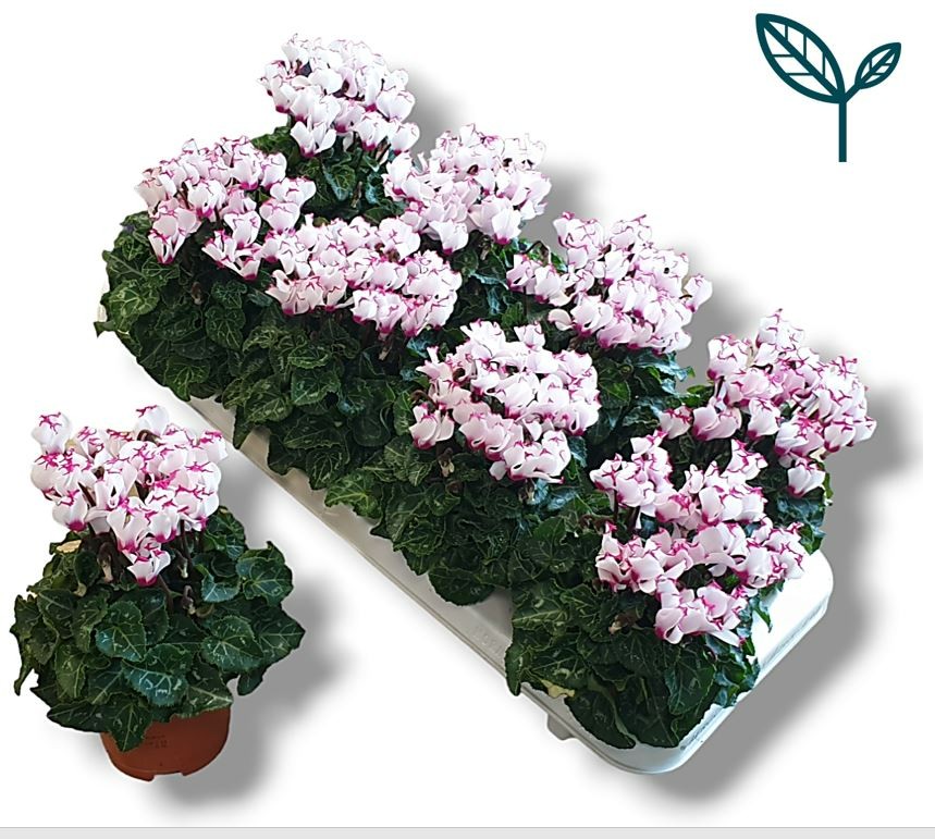 cyclamen