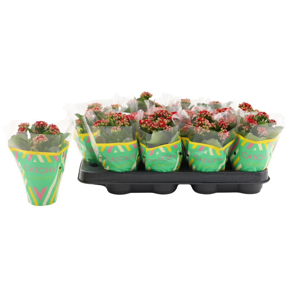 kalanchoe fleurs doubles