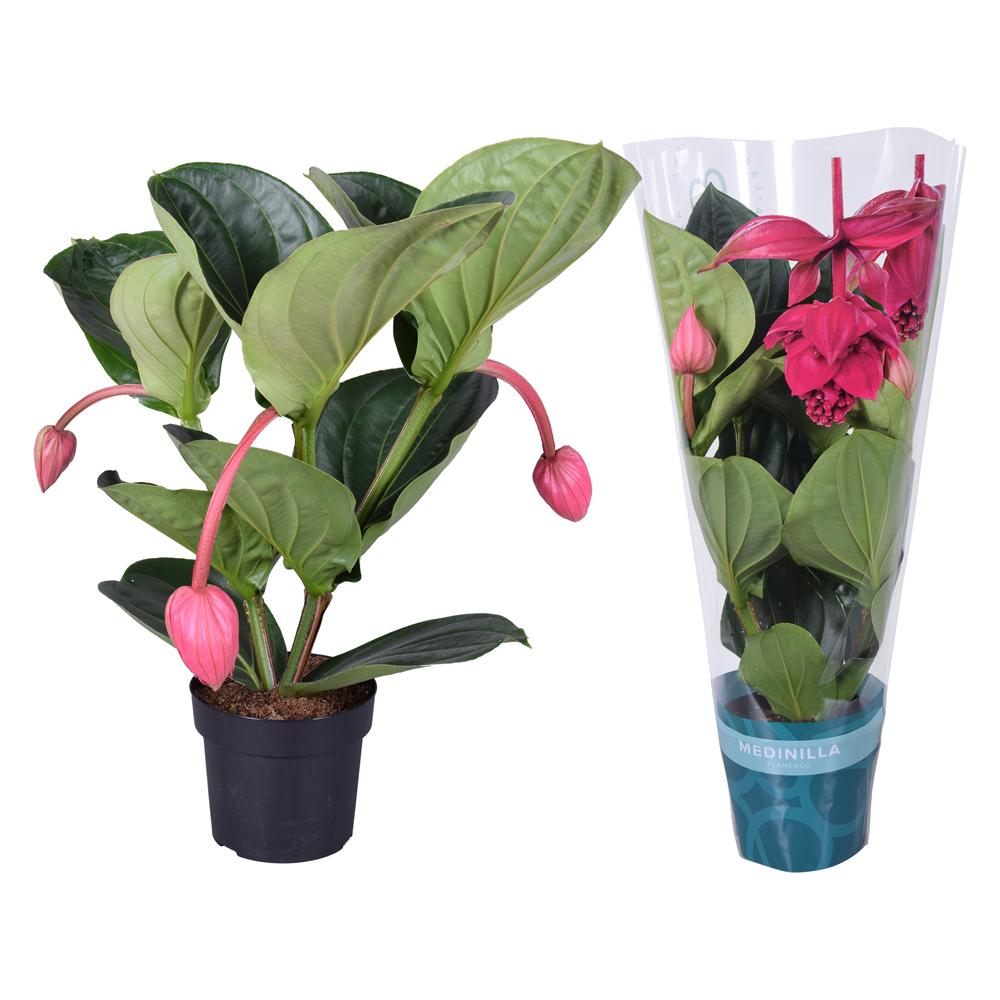 Medinilla