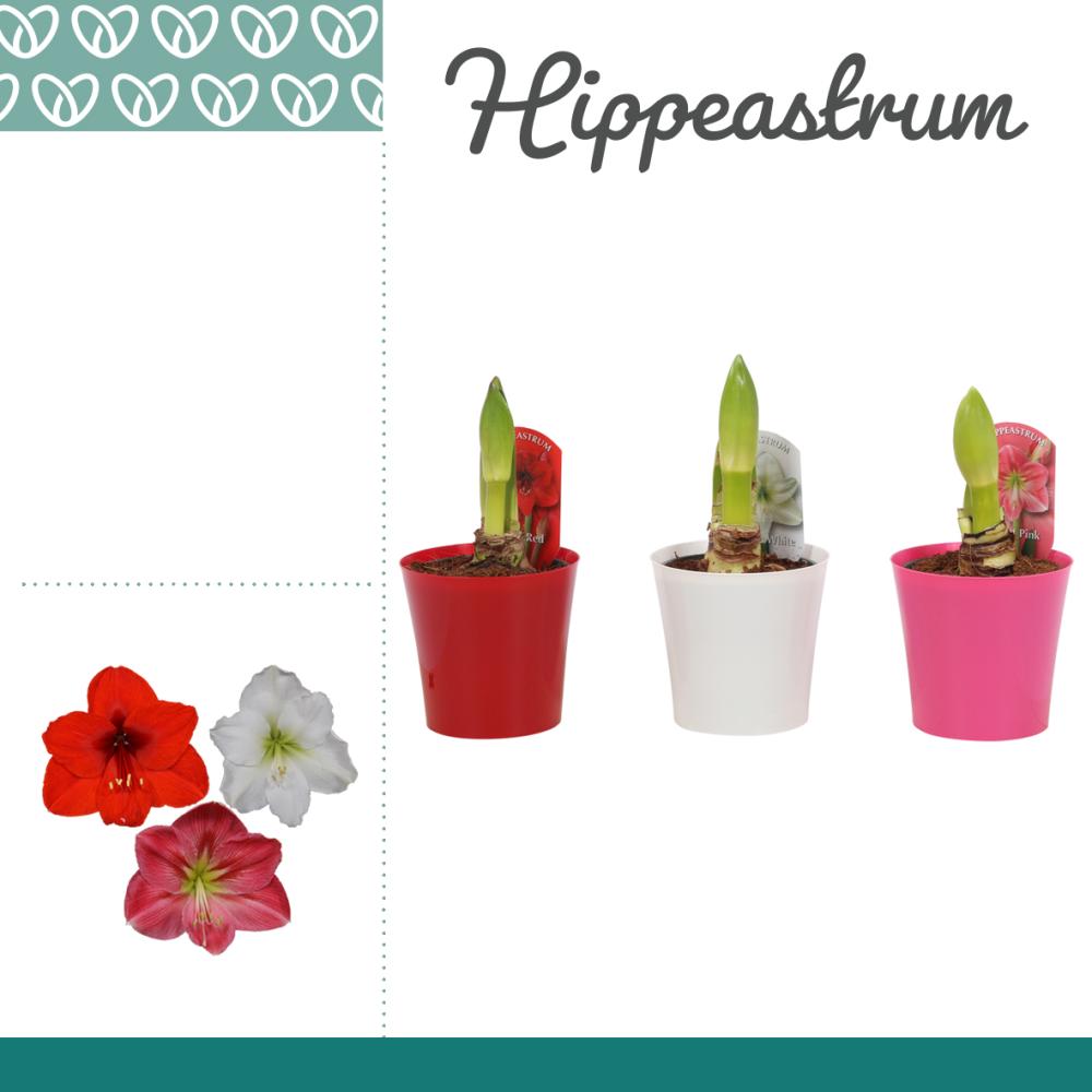 amaryllis-hippeastrum