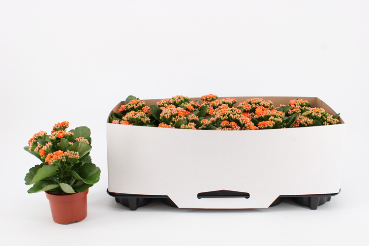 kalanchoe fleurs doubles