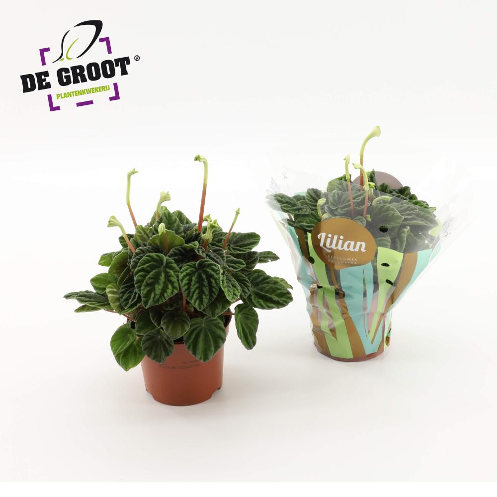 Peperomia