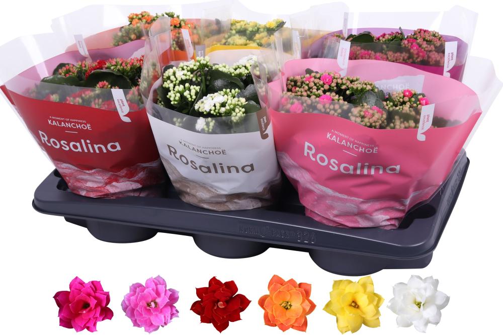 Kalanchoe rosalina