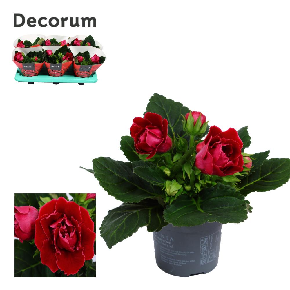 Gloxinia