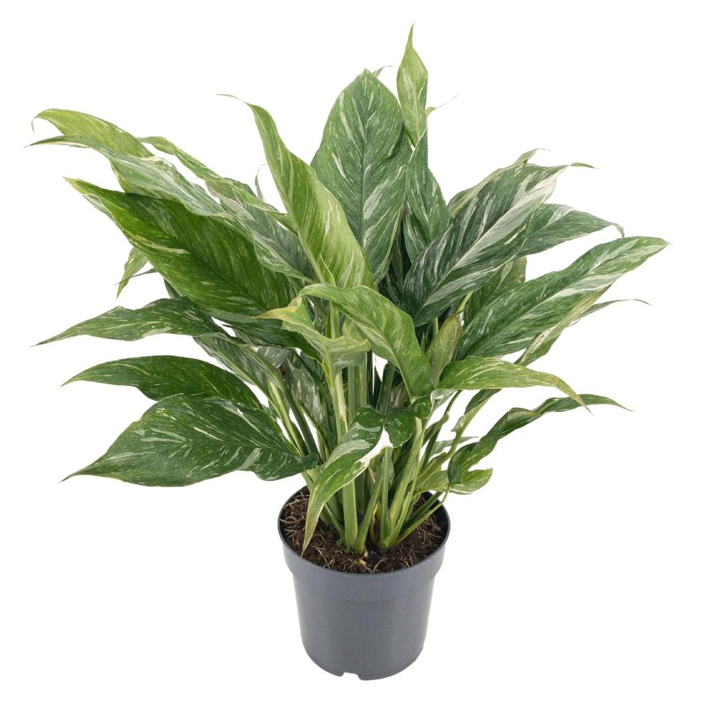 Spathiphyllum