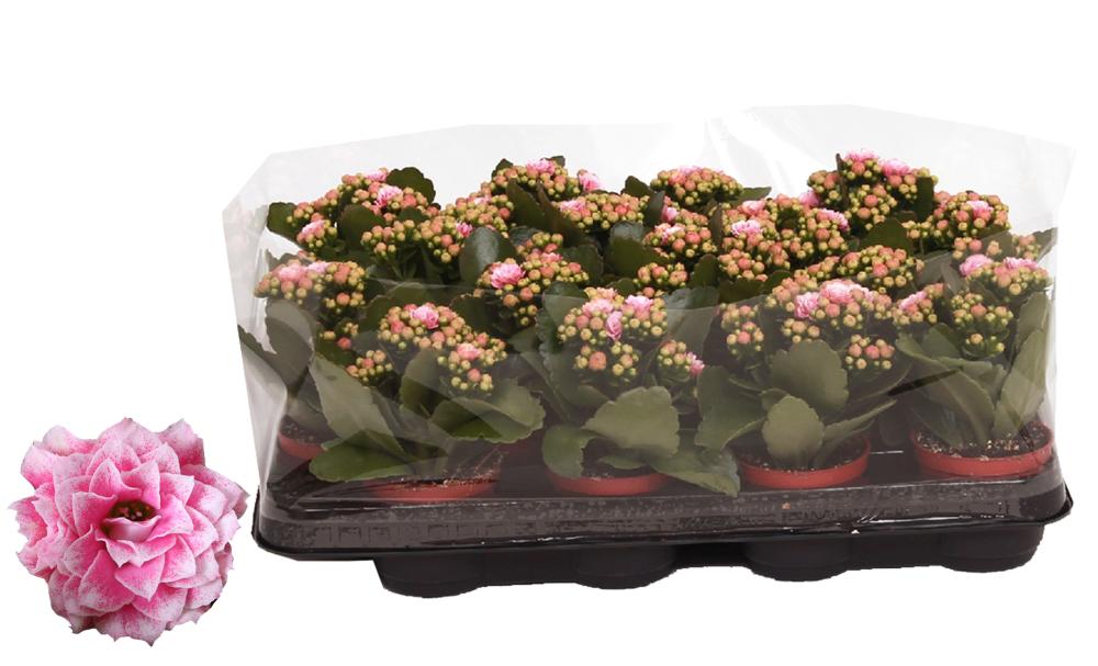 Kalanchoe rosalina