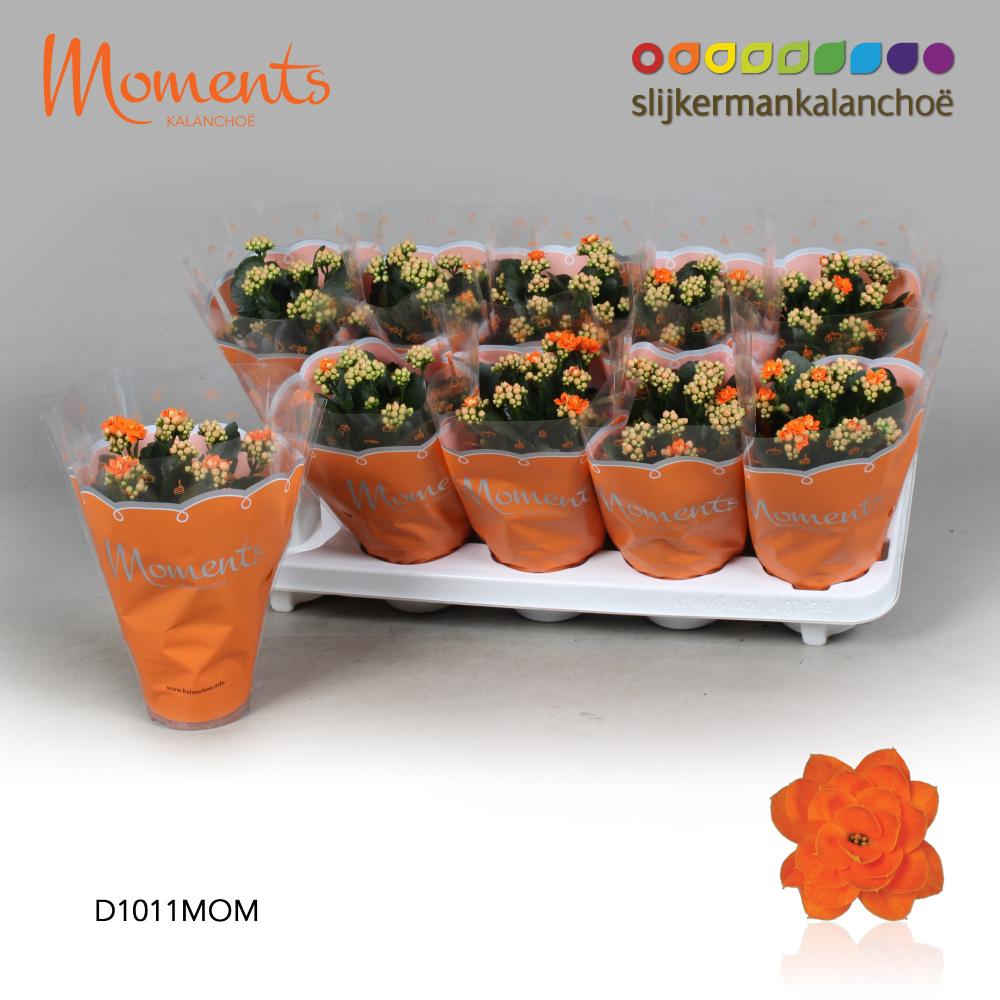 Kalanchoe fleurs doubles