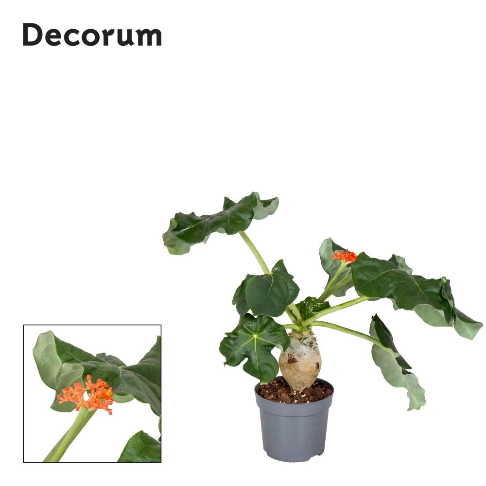 Jatropha