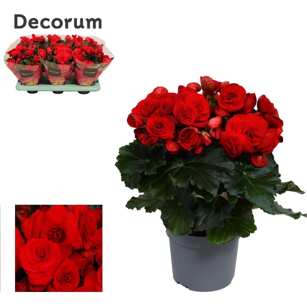 Begonia