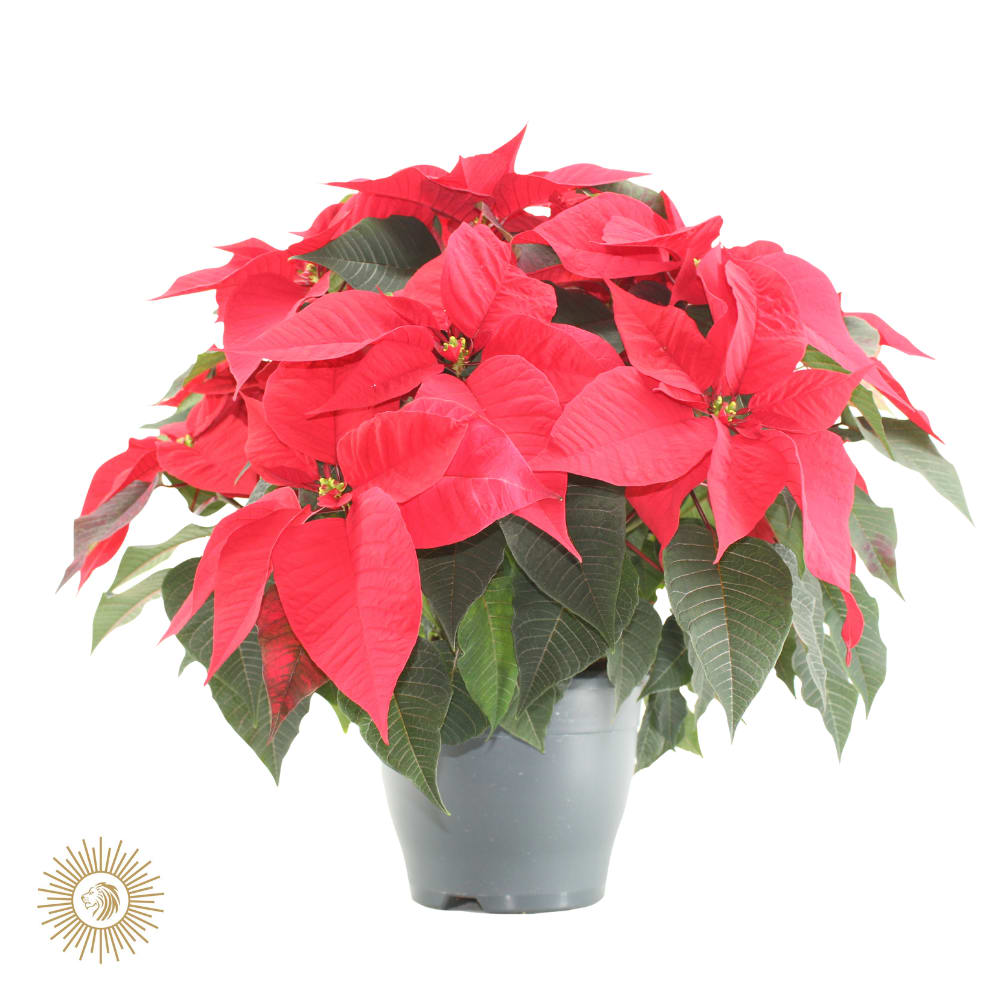 Poinsettia