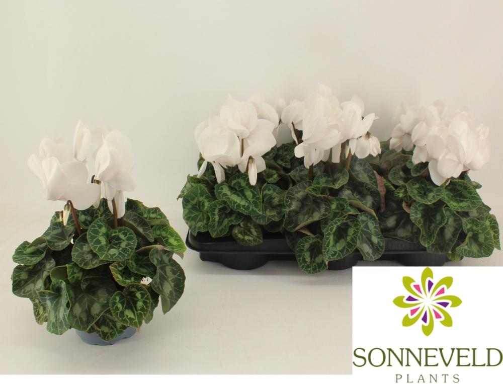 Cyclamen