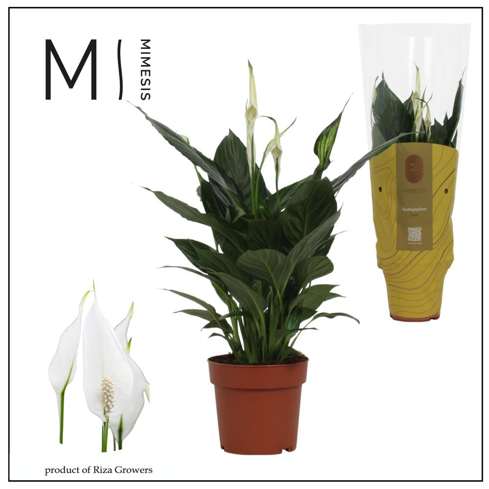 Spathiphyllum