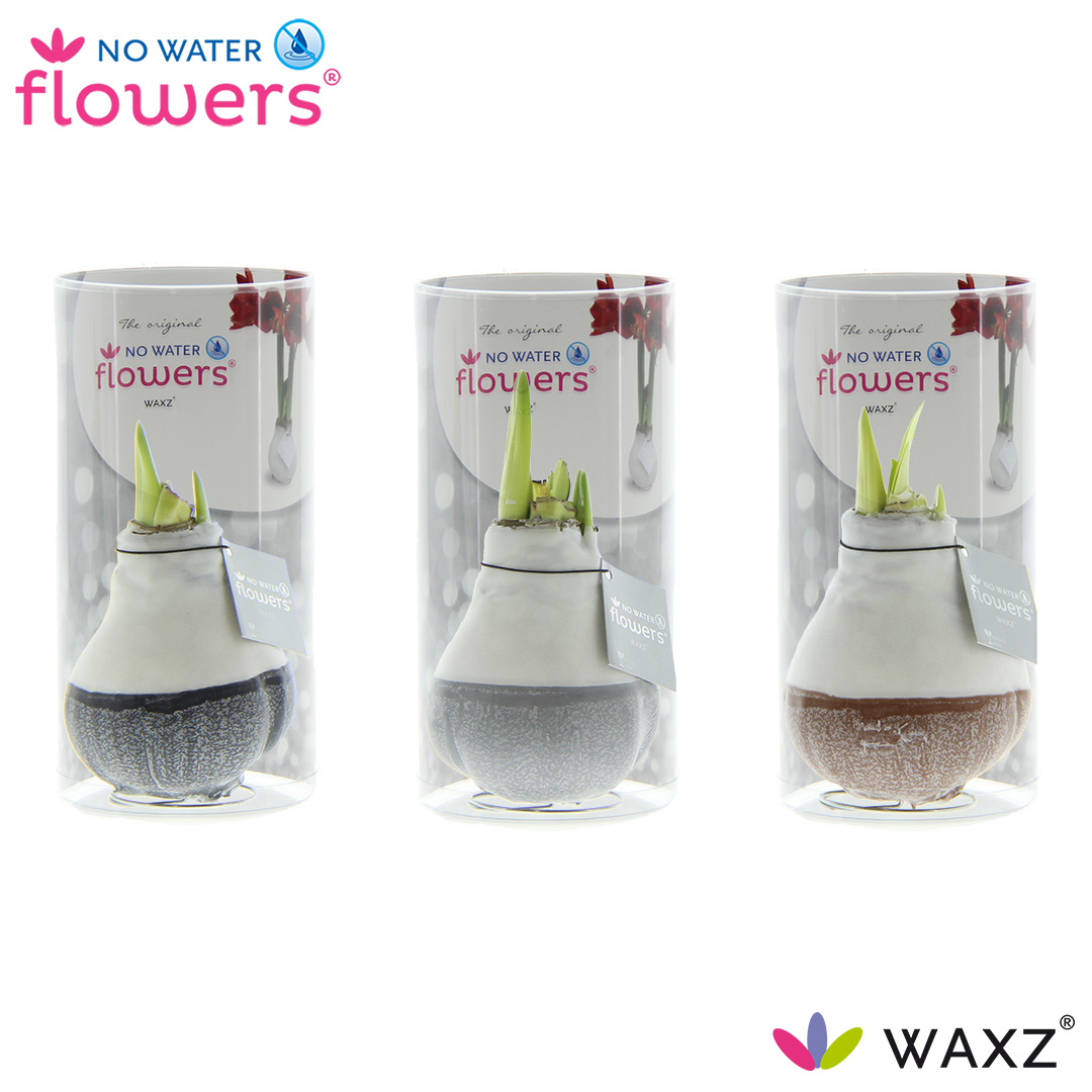 Amaryllis-hippeastrum