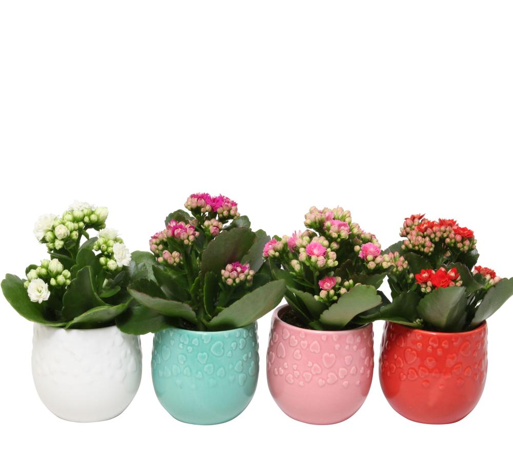 Kalanchoe fleurs doubles