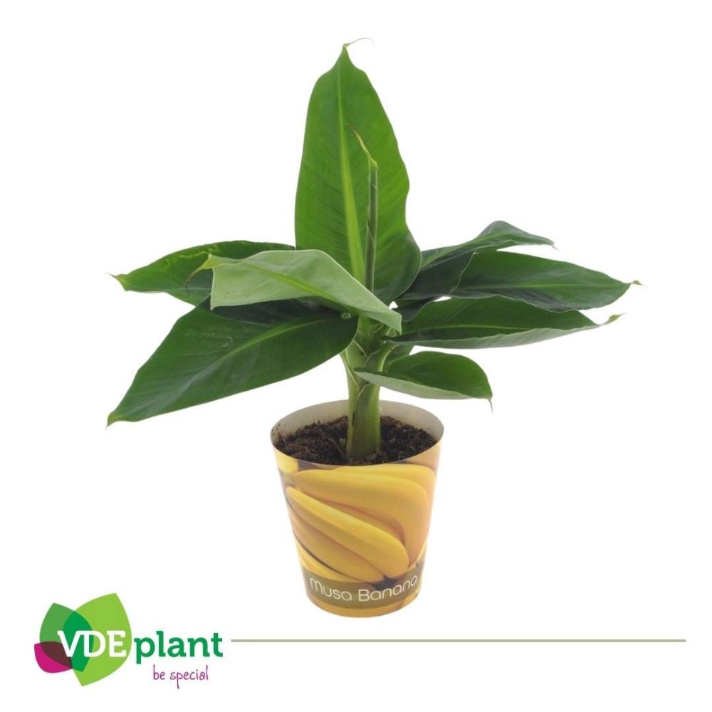 Musa