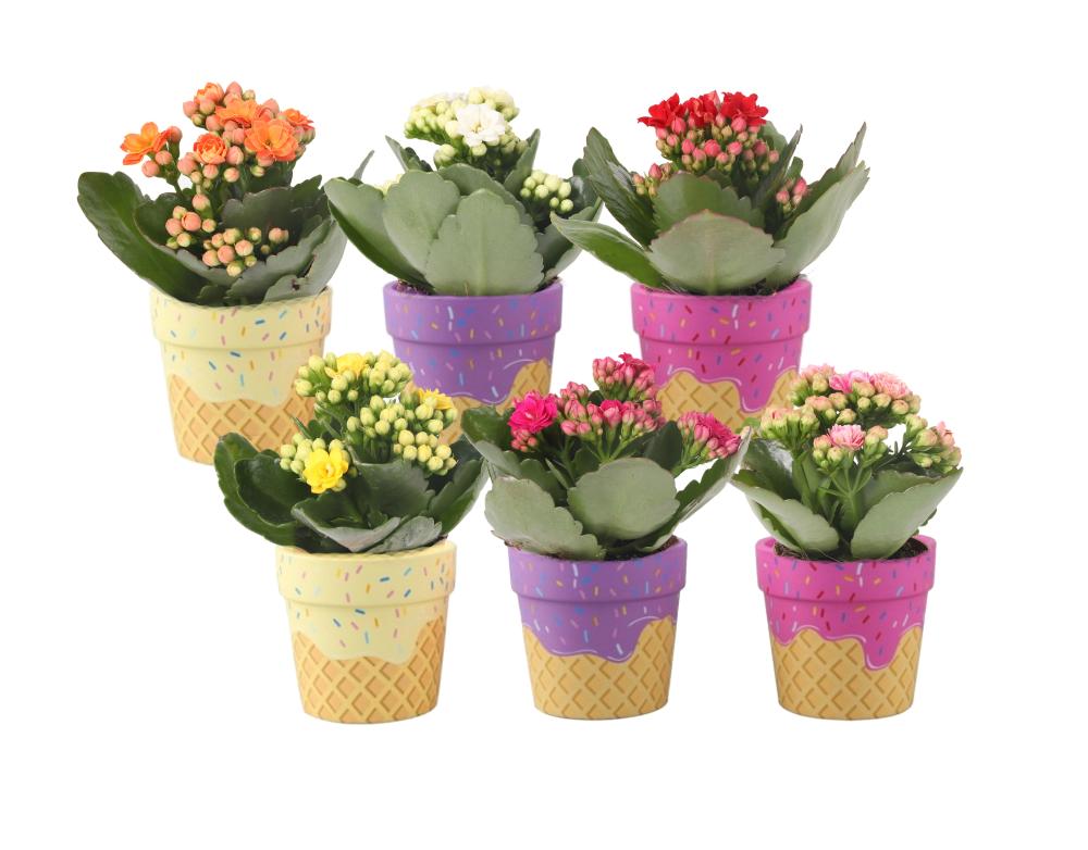 Kalanchoe