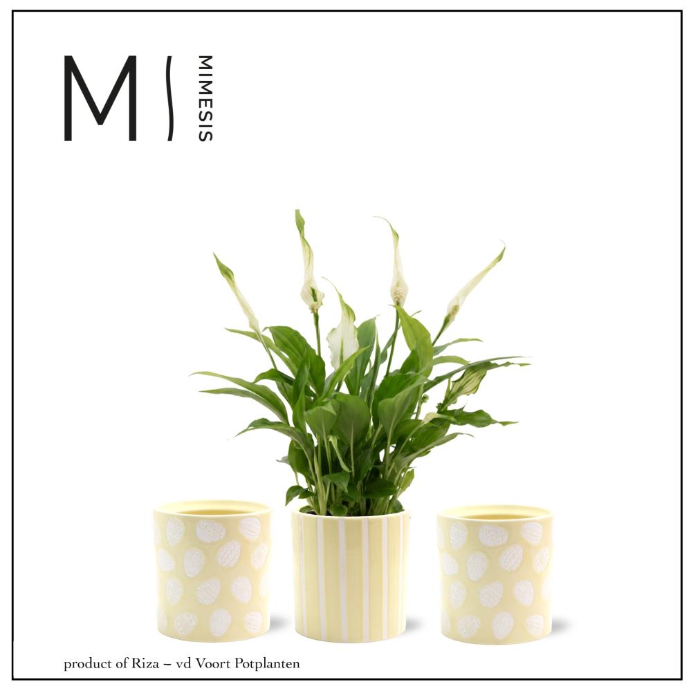 spathiphyllum