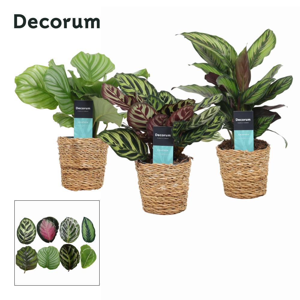 calathea