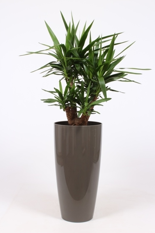 yucca