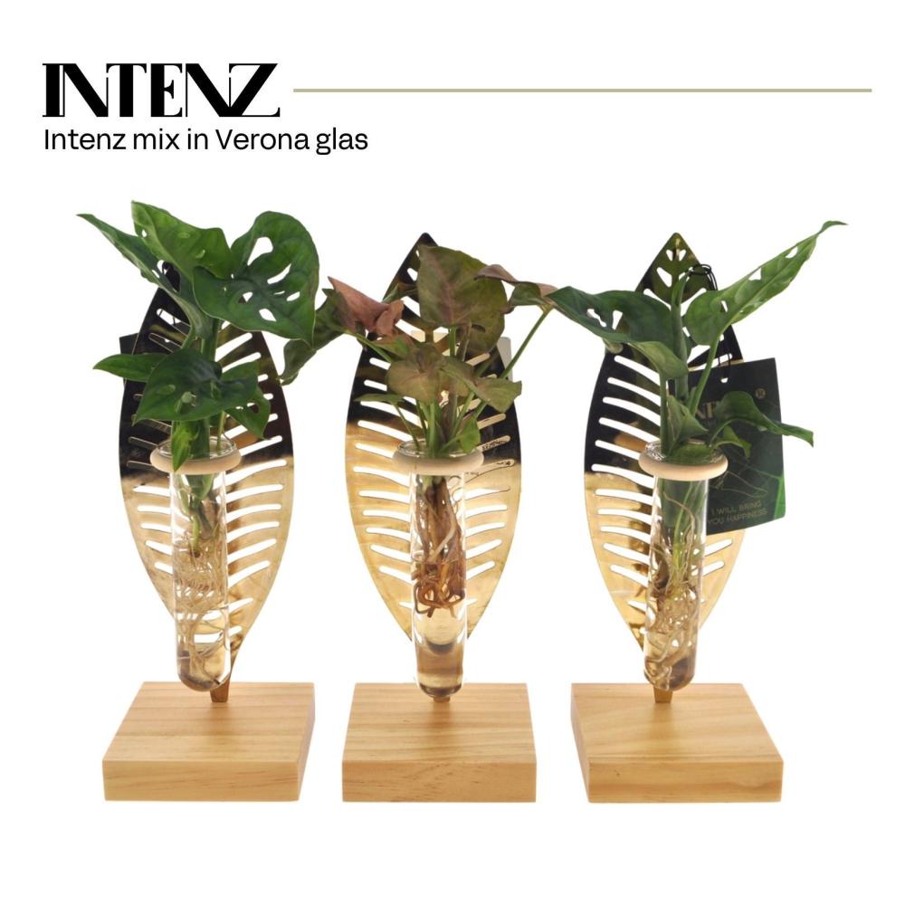 plantes mix