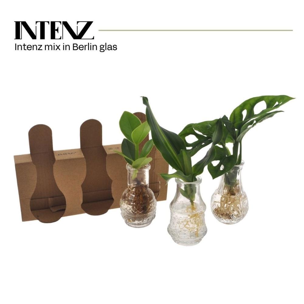 plantes mix
