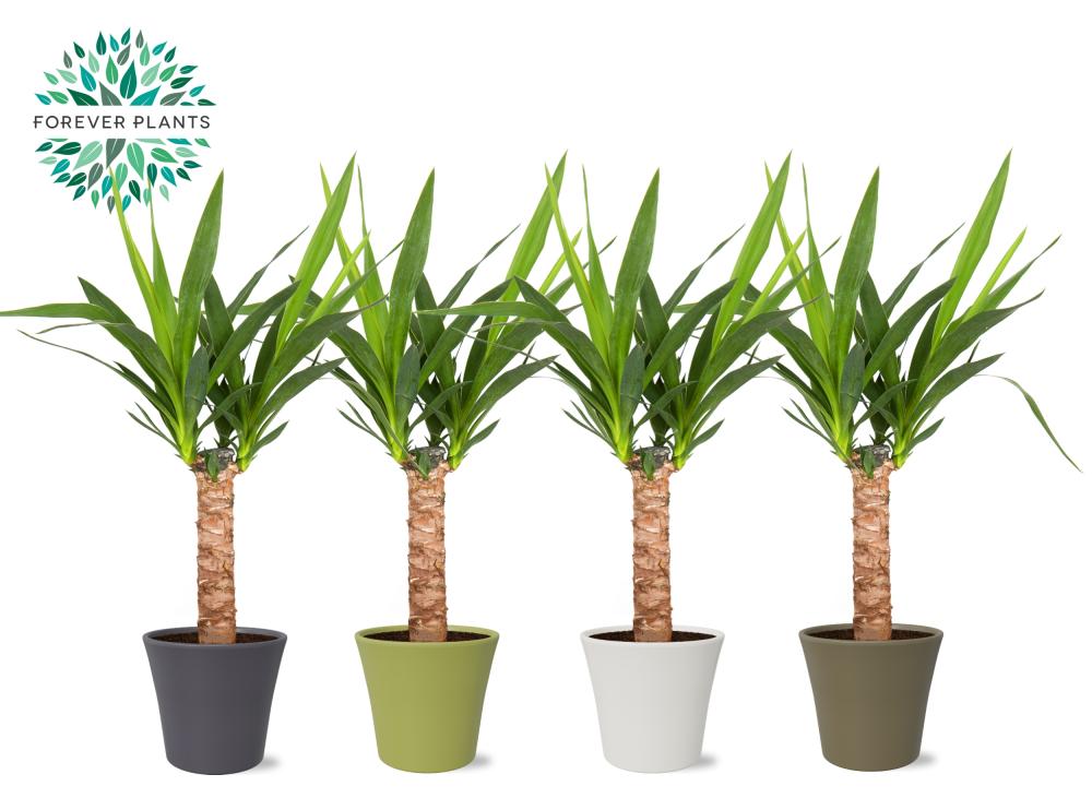 Yucca